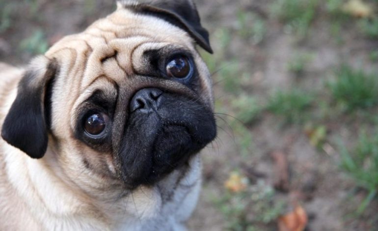 Problemas del Ministerio de Salud orden de salud y regula los ingresos de los animales a las tiendas
– La nación