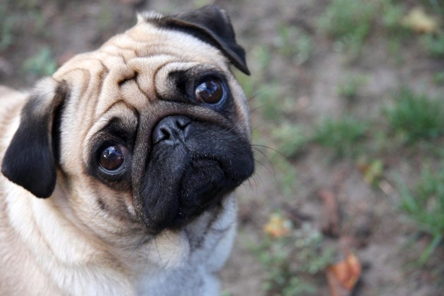 Problemas del Ministerio de Salud orden de salud y regula los ingresos de los animales a las tiendas

 – La nación