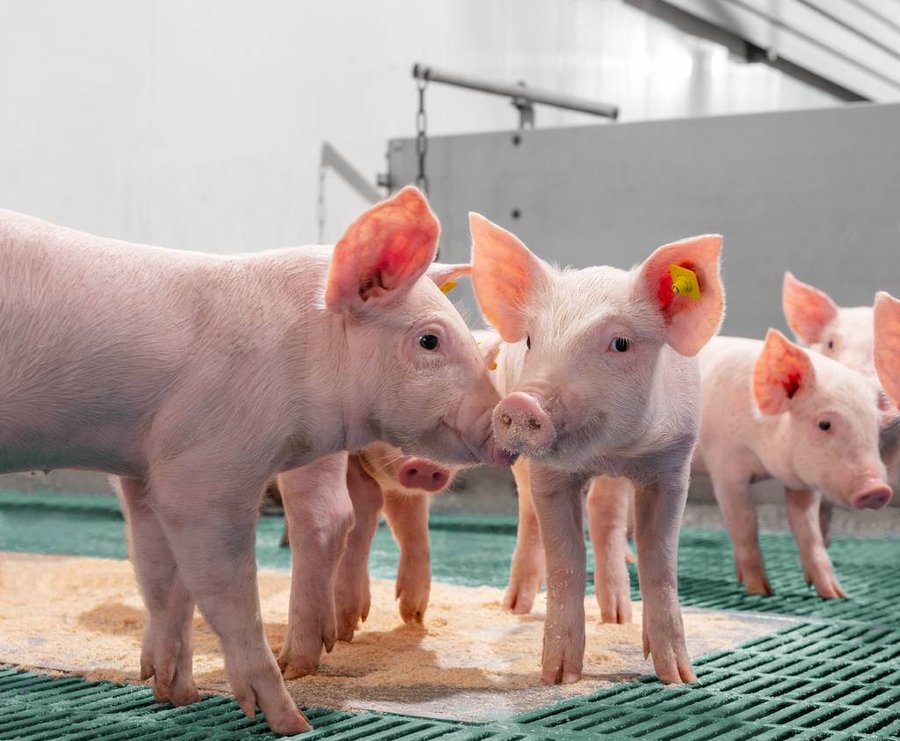 Compromiso con el sector porcicla costarricense con seguridad alimentaria

 – La nación