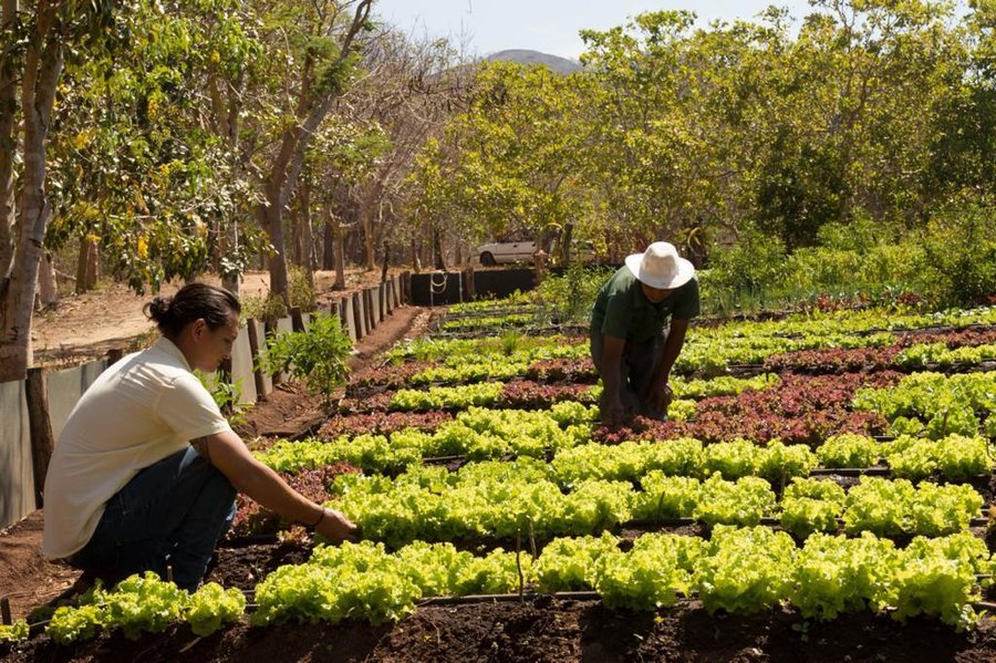 El sector agrícola recopila ocho meses de contracción, según los datos del banco central

 – La nación