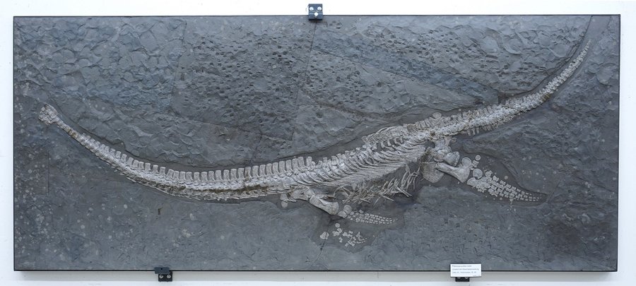 Presentan un reptil marino de 183 millones de años en Alemania

 – La nación