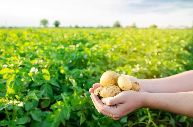 Costa Rica celebra el día nacional de la papa: un homenaje al trabajo agrícola y su contribución al país

 – La nación