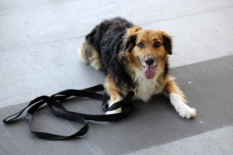 Veterinary Experts College insiste en regular los protocolos de seguridad en espacios ‘amigables con las mascotas’

 – La nación