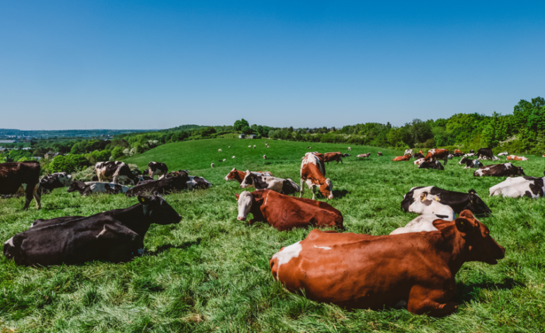 800 Cabeza de carne en Asturias
– La nación
