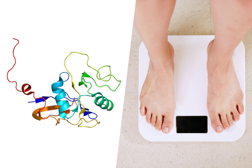 Ratones que no tienen podridos a pesar de que consumen una dieta de grasa

 – La nación