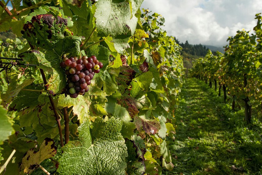 Los agricultores esperan una de las peores cosechas de lo que tiene lugar en el siglo en el siglo.

 – La nación