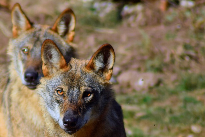 El lobo ha sido una gran papa política caliente durante años. En Asturia permitirán que los cazadores los estén

 – La nación