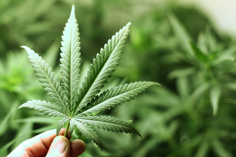 Black Cannabismark continúa a pesar de la legalización

 – La nación