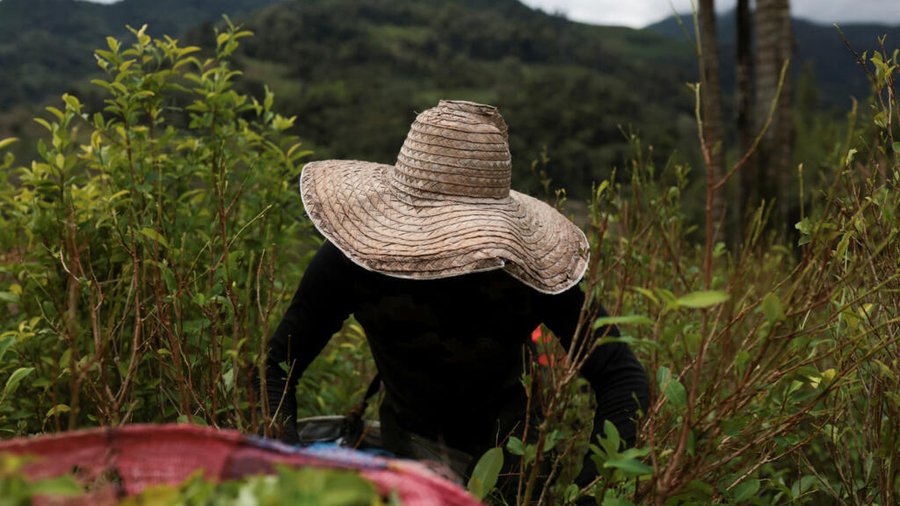 Colombia lo prepara para la posible pérdida de certificación en la pelea anti -flog por parte de los Estados Unidos

 – La nación
