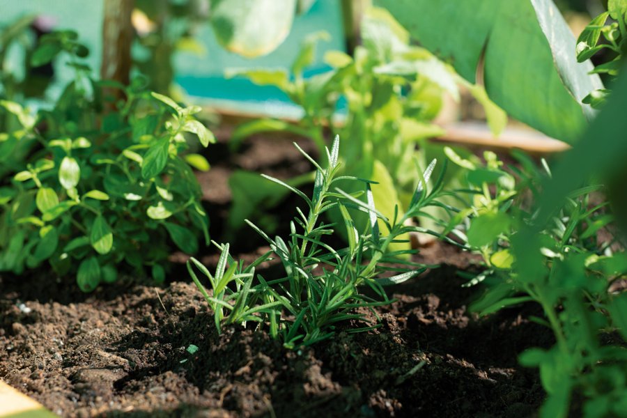Los jardines comestibles y funcionales obtienen tierras en casas costarricenses

 – La nacion