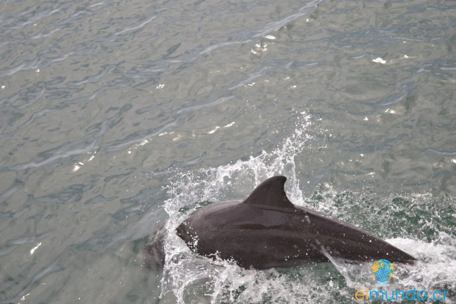 ADVERTENCIA DE SENASA por las muertes a Dolphin y pide evitar el contacto con animales salvajes

 – La nación