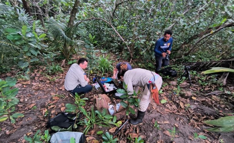 La colocación de collares satelitales en Jaguares en Tortuguero promoverá su protección

 – La nación