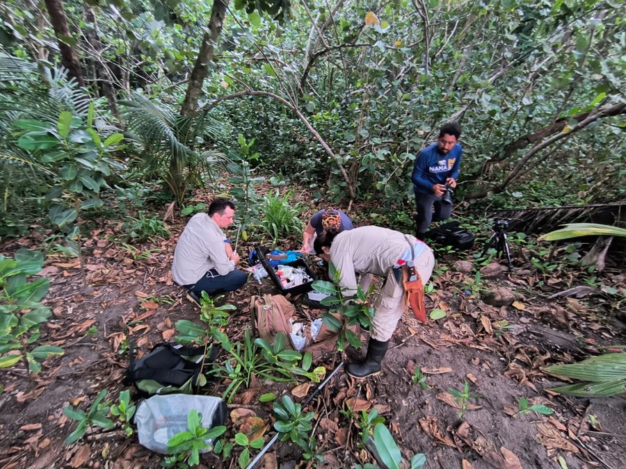 La colocación de collares satelitales en Jaguares en Tortuguero promoverá su protección

 – La nación