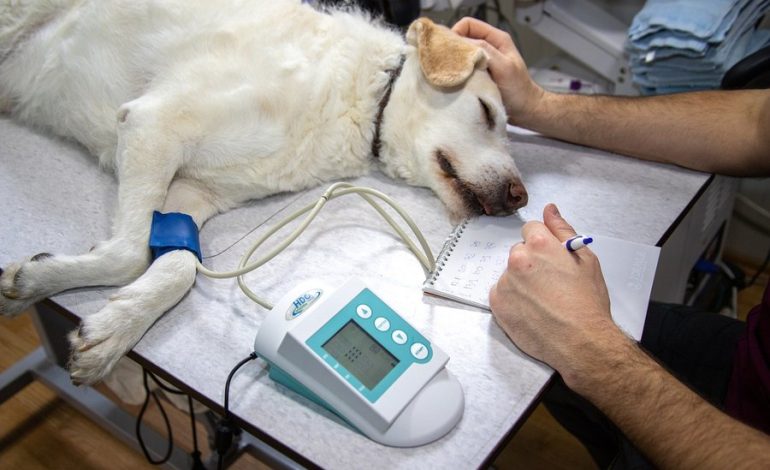 Los médicos veterinarios critican a Bill por “Clínicas veterinarias estatales”
– La nación