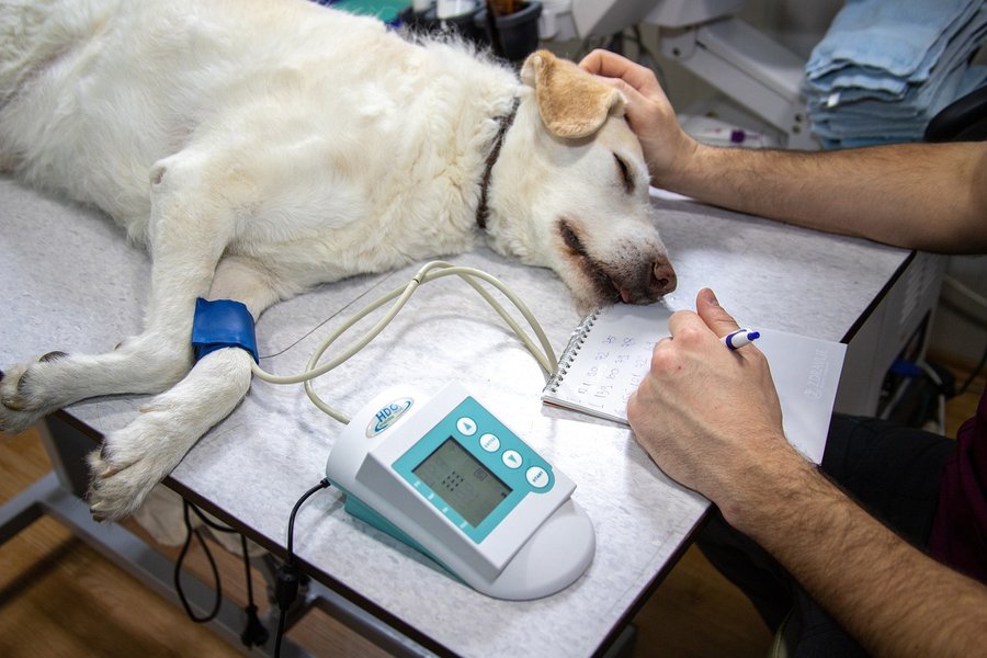 Los médicos veterinarios critican a Bill por “Clínicas veterinarias estatales”

 – La nación