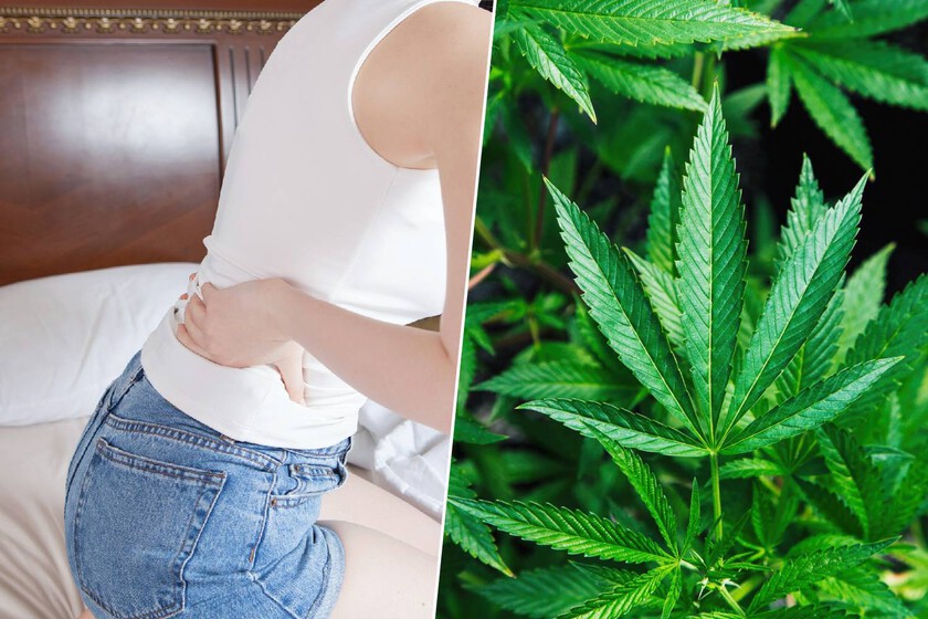 En su lucha por la mejor medicina del dolor de espalda, el ibuprofeno acaba de encontrar un competidor serio: el cannabis

 – La nación