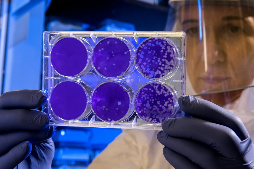 Es la clave para completar Super Bacteria

 – La nación