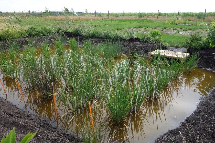 El arroz español salió en el país inesperado en Europa: Inglaterra

 – La nación