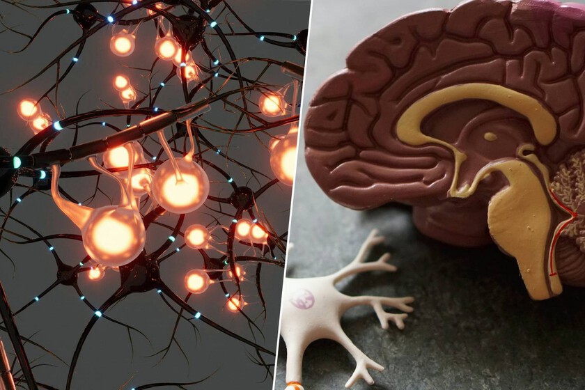 La nueva estrategia contra el Alzheimer no es atacar, sino “reprogramar” el cerebro para que se limpie

 – La nación