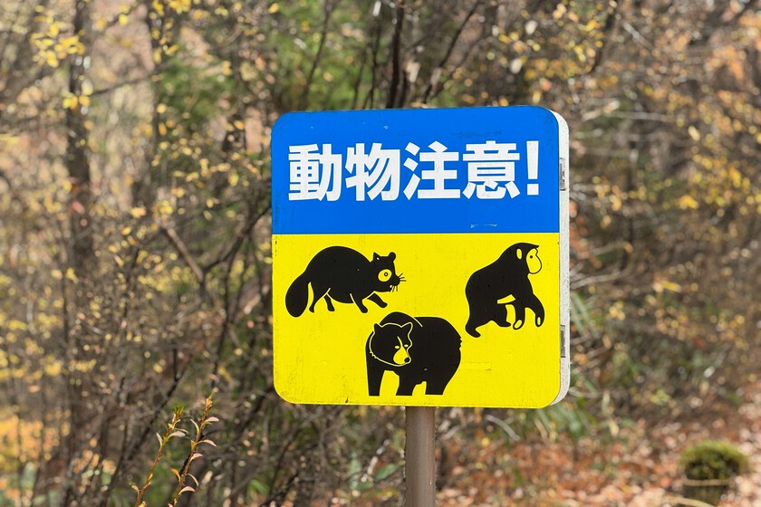 Japón está tan desesperado por sus osos que permite a los cazadores dispararles en las ciudades. Problema: se están quedando sin cazadores

 – La nación