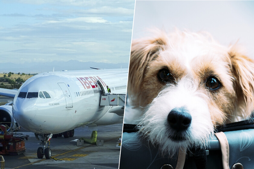 En 2019, Iberia perdió un perro antes del vuelo. Ahora la justicia europea dice que vale tanto como una maleta

 – La nación