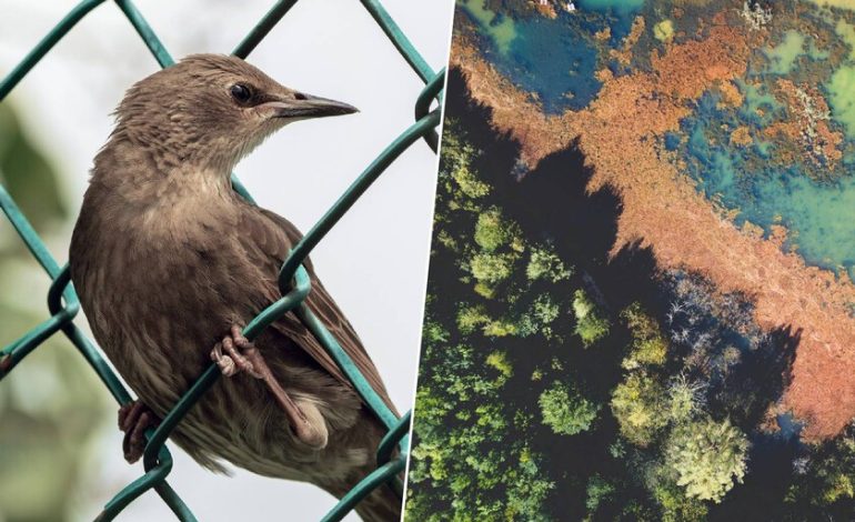 Se conservan más de 1.200 especies exóticas
 – La nación