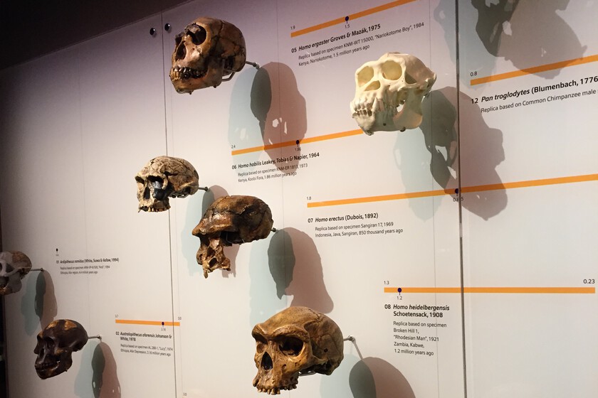 Todos los cráneos de simios eran del mismo tamaño. Hasta que el Homo Sapiens quedó quinto
 – La nación
