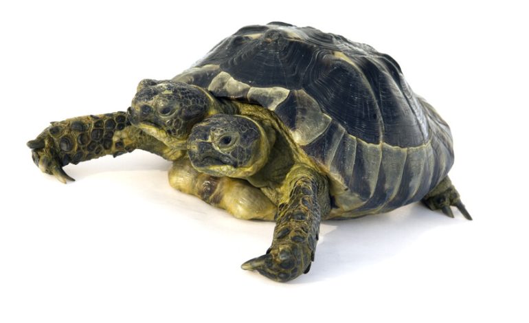 La mayor concentración de malformaciones de España se encuentra en Madrid. y lo cerraran
 – La nación