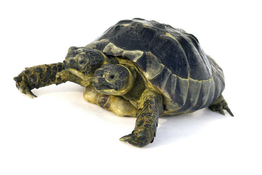 La mayor concentración de malformaciones de España se encuentra en Madrid. y lo cerraran
 – La nación