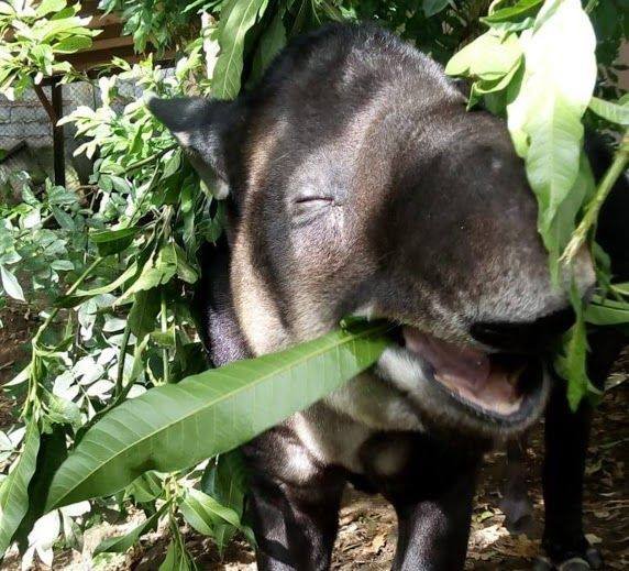 Los vecinos condenan la caza ilegal de Dantas en el bosque nuboso la Paz

 – La nación