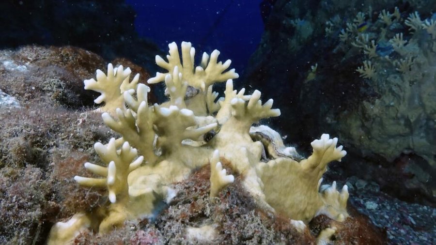 Con el aumento del CO2, “los arrecifes de coral cambiarán irreversiblemente”

 – La nación
