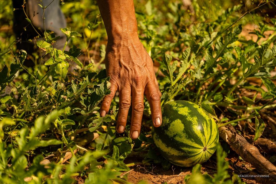 Congreso aprueba reformas al código de procedimientos agrarios para agilizar la justicia agraria

 – La nación