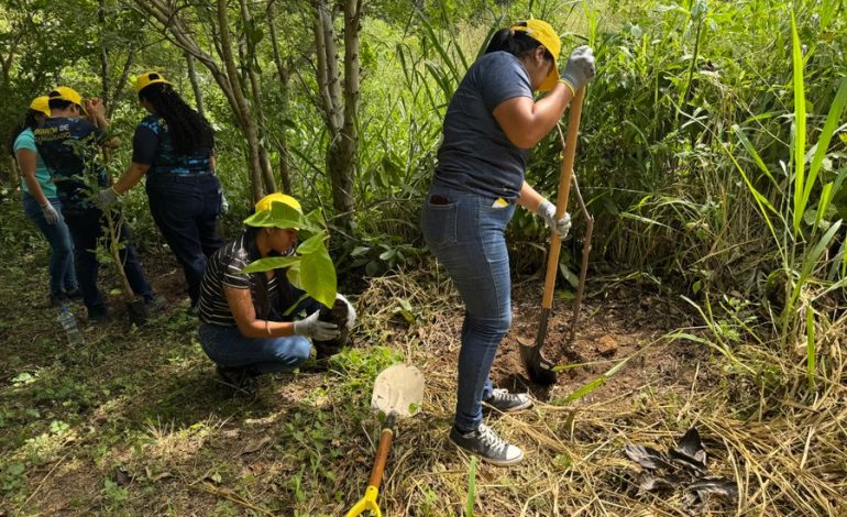 Voluntarios sembran 300 árboles indígenas en Playa el Jobo

 – La nacion