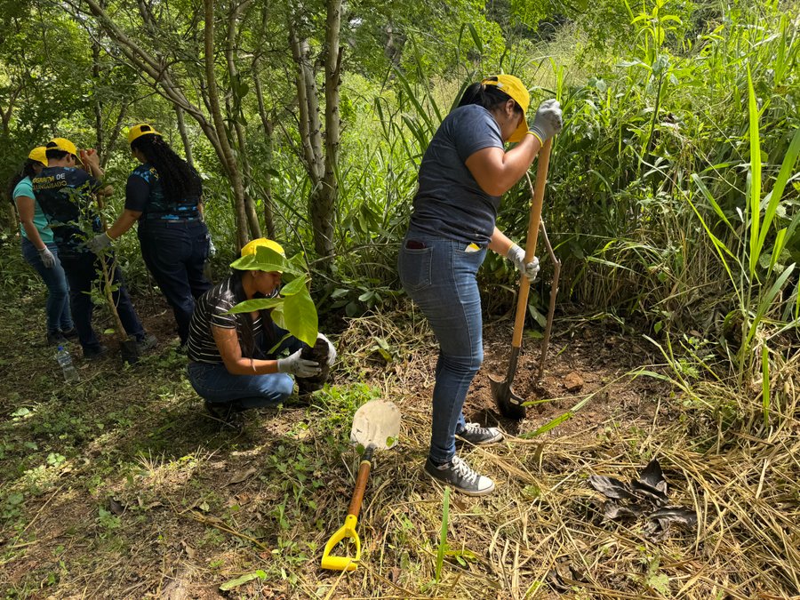 Voluntarios sembran 300 árboles indígenas en Playa el Jobo

 – La nacion