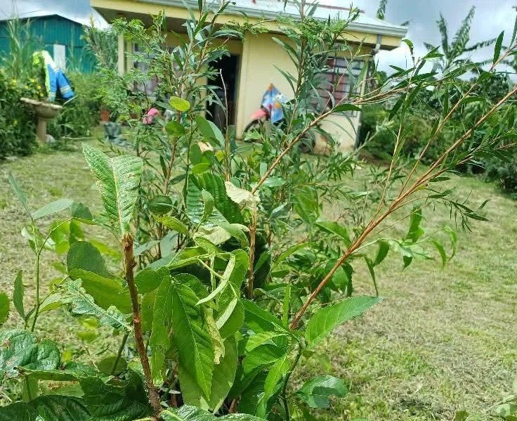 Comunidad libanesa se suma al proyecto “Alajuela Reforesta Responsablemente” y dona 243 árboles en agradecimiento
 – La nación