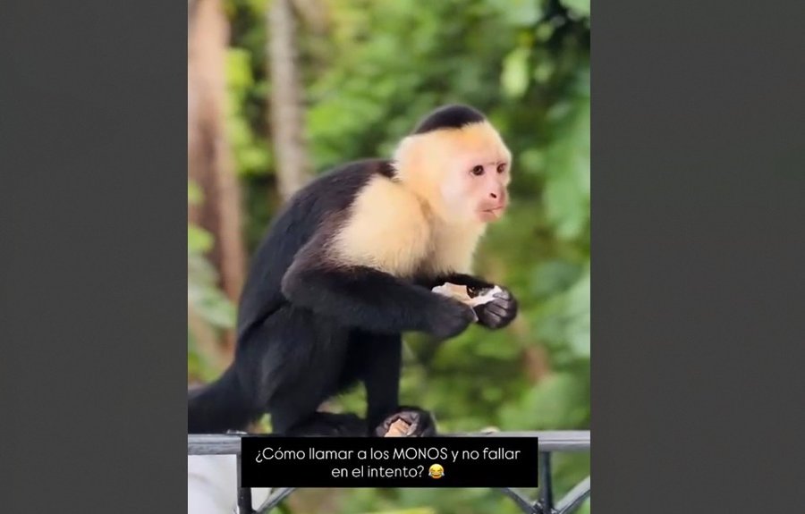 Influencer costarricense atrae monos con azúcar en hotel de Manuel Antonio
 – La nación