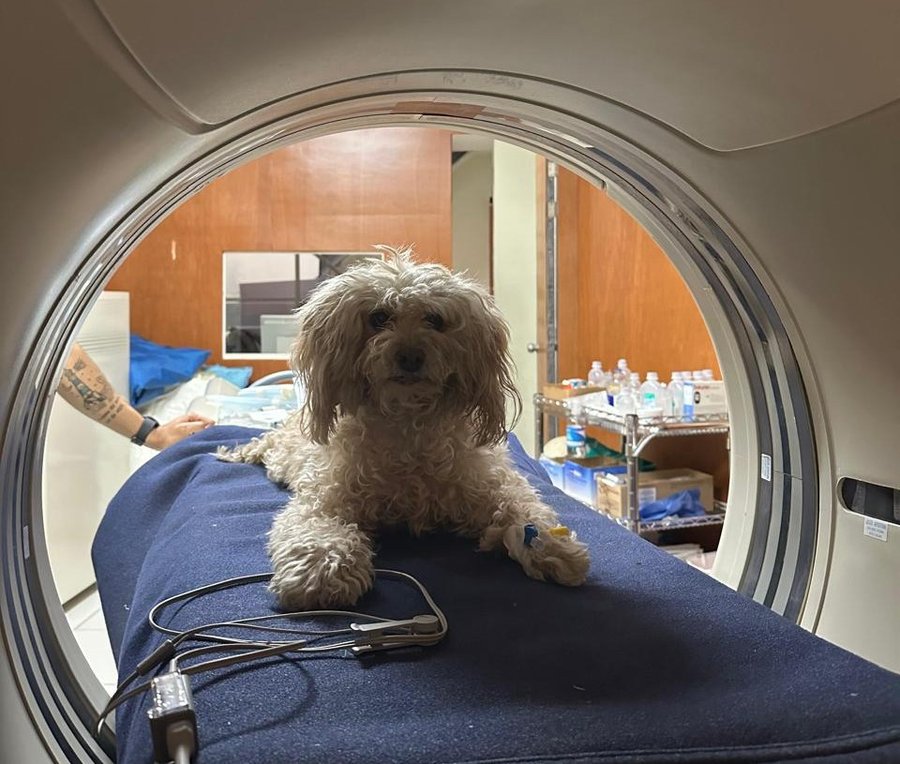 Una amenaza silenciosa para perros y gatos
 – La nacion