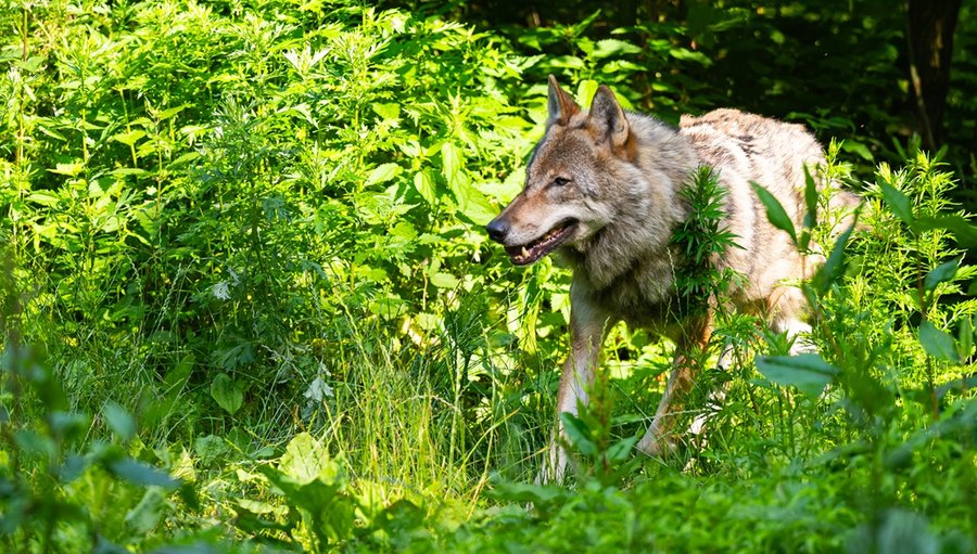 La población de lobos se desarrolla bien en Alemania y ya no está amenazada

 – La nación
