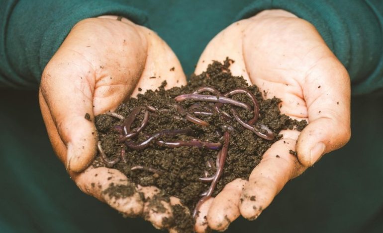 Un estudio muestra el impacto negativo de los productos químicos agrícolas en las lombrices y la salud del suelo
– La nación