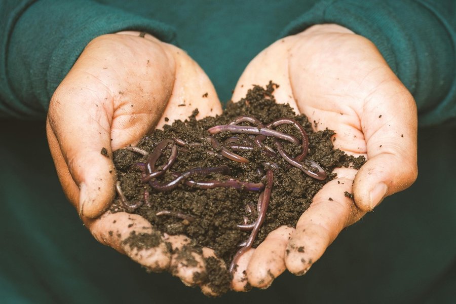 Un estudio muestra el impacto negativo de los productos químicos agrícolas en las lombrices y la salud del suelo

 – La nación
