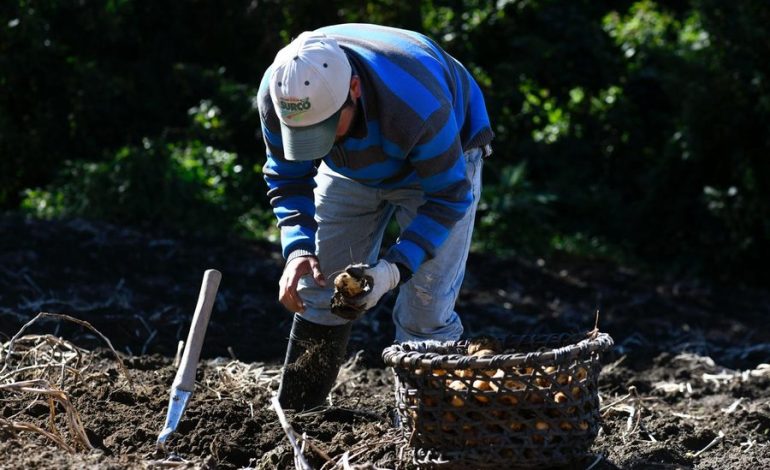 una innovación que fortalece la agricultura nacional
– La nación