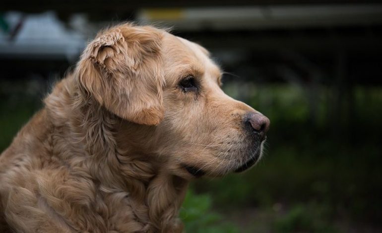 Colegio de Veterinarios ofrece estos consejos para proteger a tu mascota durante la temporada de lluvias
– La nacion