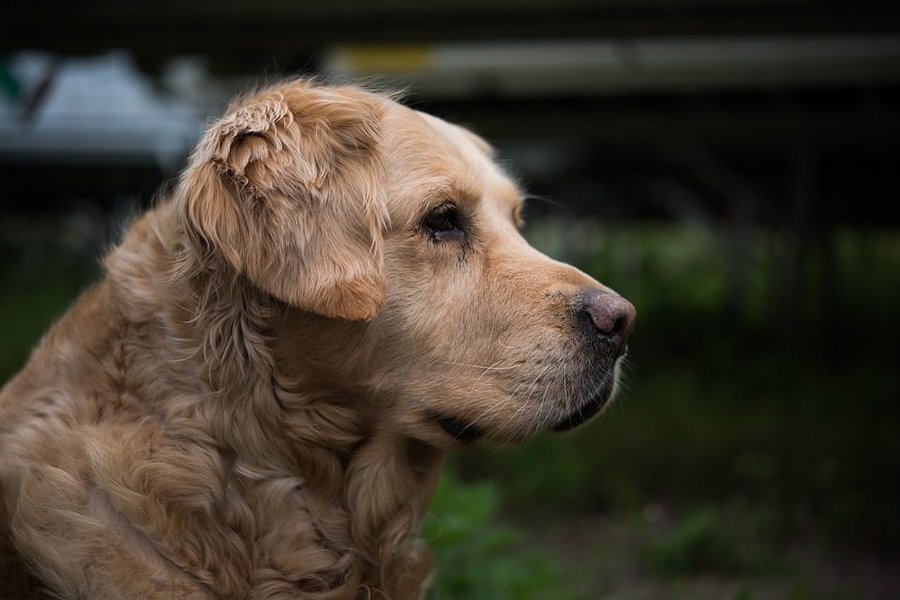 Colegio de Veterinarios ofrece estos consejos para proteger a tu mascota durante la temporada de lluvias

 – La nacion