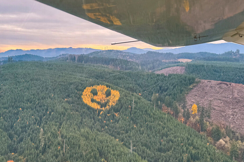 Hay un bosque en Oregón con un tatuaje que aparece cada otoño: un emoji gigante

 – La nación