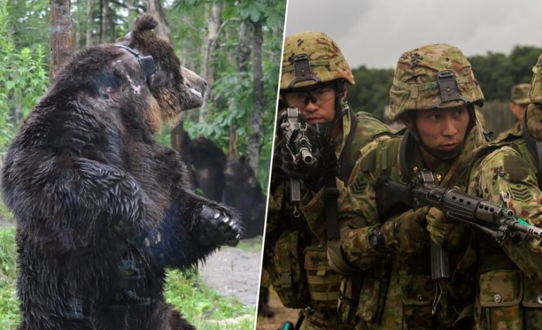 No se trata de que haya osos hambrientos, se trata de quién más los enfrenta

 – La nación
