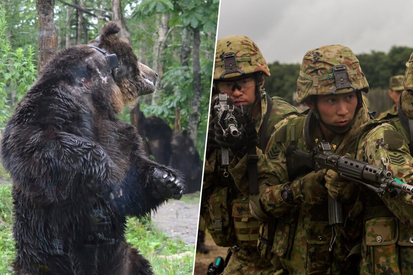 No se trata de que haya osos hambrientos, se trata de quién más los enfrenta

 – La nación