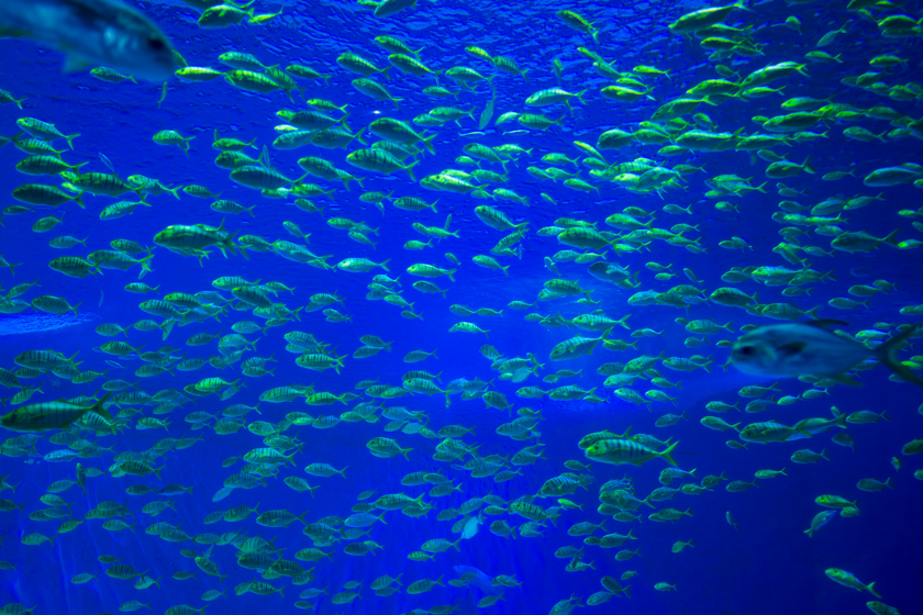 Los residuos mineros están cambiando la vida en las profundidades del Pacífico

 – La nación