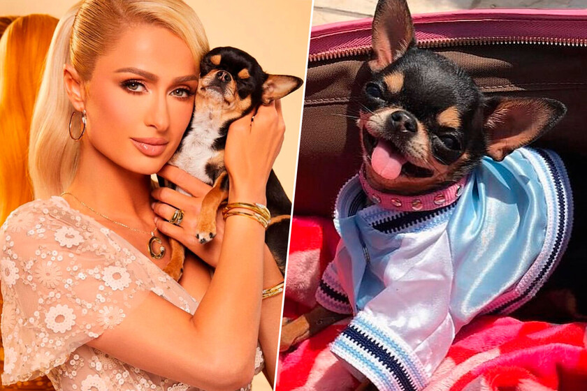 Paris Hilton perdió a su perro y lo clonó

 – La nación