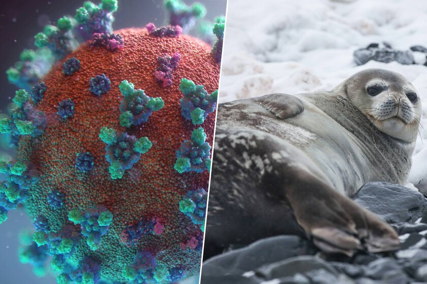 La mitad de las hembras de foca ya han desaparecido

 – La nación