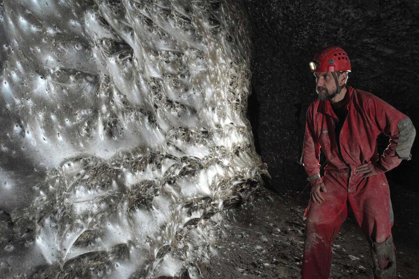 Una telaraña de 100 metros cuadrados en la que conviven en paz dos especies hostiles

 – La nación